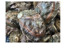 奥尻島産　冷凍養殖アワビLサイズ（3個入り） 【 ふるさと納税 人気 おすすめ ランキング あわび アワビ 鮑 養殖 貝 魚介 北海道 奥尻町 送料無料 】 OKUF018