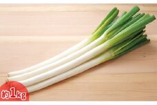 今金産軟白長ねぎ 約1kg F21W-247