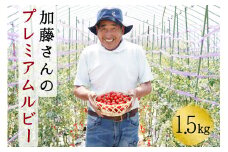 【2025年7月中旬から順次発送】【期間限定】加藤さんのプレミアムルビー 1.5kg 北海道産 高糖度 フルーツ ミニトマト サラダ パスタ スープ お弁当 産地直送 せたな町 ふるさと納税