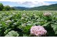 北海道蘭越産じゃがいも（きたあかり）約5kg