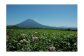 【道の駅ニセコビュープラザ直売所厳選定期便】北海道ニセコ町産農産物頒布（年間4回発送）＜2025年予約＞