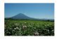 【北海道ニセコ町産】ジャガイモ　キタアカリ LMサイズ　10kg　＜数量限定・2025年早期予約・10月より出荷予定＞