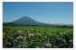 【数量限定】【北海道ニセコ町産】グリーンアスパラМ/Ｌ混みサイズ　＜2025年予約・5月下旬より出荷予定＞