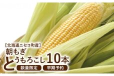 【北海道ニセコ町産】朝もぎ　とうもろこし　10本　＜数量限定・2025年早期予約・7月下旬より出荷予定＞【0202302】