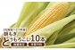 【北海道ニセコ町産】朝もぎ　とうもろこし　10本　＜数量限定・2025年早期予約・7月下旬より出荷予定＞