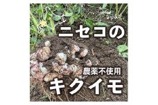 【2022年度産 先行受付！10月中旬より順次発送】北海道ニセコ産　生キクイモ 5kg （農薬不使用）【26002】