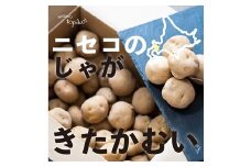 北海道ニセコ産！2023若山農産のきたかむい Sサイズ　2kg【26004】