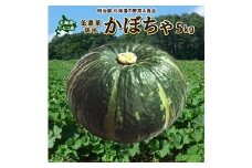 <早期予約>北海道ニセコ町 かぼちゃ5kg【2025年産】【3200601】
