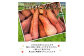<早期予約>北海道ニセコ町 訳ありにんじん8kg【2024年産】【3200801】
