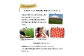 ＜早期予約・数量限定＞北海道ニセコ町 贅沢トマト4kg【2025年産】