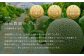 《2025年分受付中》糖度13度以上!市場には出回らない北海道ニセコメロン1玉（1.6kg以上）/高橋農園【37001】