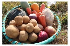 秋の真狩味覚セット B（じゃがいも10Kg！（2種各約5Kg）二種食べ比べと旬の農産物詰め合わせ）【2025年産】北海道真狩村産　お楽しみ　詰め合わせ【0111001】