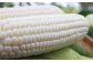＜早期予約・期間限定＞北海道真狩村産　白と黄色のとうもろこし！どーんと10Kg【2025年産】