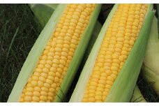＜早期予約・期間限定＞北海道真狩村産　とうもろこし（黄のみ）約5Kg【2025年産】【0116901】