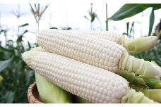 ＜早期予約・期間限定＞北海道真狩村産　とうもろこし（白のみ）約5Kg【2025年産】【0117001】