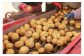 【新じゃが】太陽の光をたっぷりと浴びた北海道真狩産じゃがいも・とうや 10kg【2025年産】