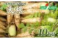 【先行予約】北海道留寿都村産　大根 10kg