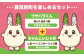 ちゃんこいじゃが＆「ウサパラくん」ぬいぐるみセット じゃがいも お菓子 ぬいぐるみ ゆるキャラ 北海道 お土産 常温 常温配送 