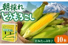 【先行予約】朝採れ とうもろこし 10本 《喜茂別町》【ニセコビュープラザ直売会協同組合】とうもろこし トウモロコシ コーン 先行予約 季節の野菜 夏野菜 野菜 北海道 先行予約 産地直送 甘い 朝どれ 人気 北海道産 [AJAH025] 13000 13000円