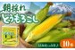 とうもろこし トウモロコシ コーン 先行予約 季節の野菜 夏野菜 野菜 北海道 先行予約 産地直送 甘い 朝どれ 朝採れ 人気
