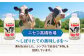 のむヨーグルト 大(500ml×6本) ヨーグルト 飲むヨーグルト 牛乳 ミルク   飲み物 ドリンク  定期便
