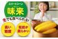 とうもろこし トウモロコシ スイートコーン コーン 産地直送 旬 野菜 高糖度