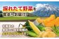とうもろこし トウモロコシ スイートコーン コーン 産地直送 旬 野菜 高糖度