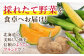 じゃがいも 食べ比べセット 計20kg ジャガイモ じゃがいも 季節の野菜 詰め合わせ 北海道 