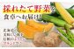 ジャガイモ じゃがいも 野菜 季節の野菜 詰め合わせ 北海道 産地直送 男爵芋 男爵