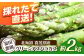 グリーンアスパラガス 約2kg  アスパラ アスパラガス グリーンアスパラガス  春野菜 先行予約
