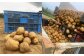 北海道産 じゃがいも 男爵 玉ねぎ セット M～2Lサイズ混載 各約10kg 合計約20kg 2箱 山田農場