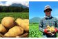 北海道産 じゃがいも 男爵 玉ねぎ セット M～2Lサイズ混載 各約5kg 合計約10kg 2箱 山田農場