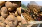 【訳あり】北海道産 じゃがいも 男爵 M～2Lサイズ混載 約5kg 1箱 山田農場