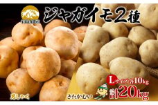 北海道産じゃがいも 男爵 きたかむい各約10kg Lサイズ 計20kg ジャガイモ 男爵いも 馬鈴薯 ポテト 根菜 常備野菜 産直 国産 送料無料 北海道 倶知安町