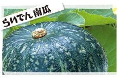 2025年 8月 出荷 先行予約 らいでん 南瓜 ダークホース 6玉 約 10kg