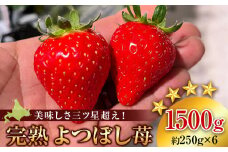【2026年3月下旬以降発送】北海道産 完熟よつぼし苺(約250g×6パック)
