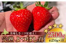 【2026年3月下旬以降発送】北海道産 完熟よつぼし苺(約250g×10パック)