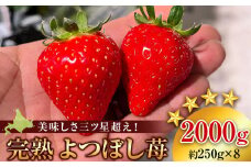 【2026年3月下旬以降発送】北海道産 完熟よつぼし苺(約250g×8パック)