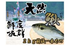 【0500A】古平産イナダ１尾