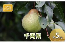 [先行受付] 北海道 仁木町産 千両梨 約5kg 梨 ナシ 果物 くだもの フルーツ 先行予約 [くだもの直売　もり園]