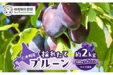 [先行受付/2025年] 仁木町の採れたて「サンプルーン」サイズ混載 2kg（500g×4パック） 北海道 仁木 果物 フルーツ プルーン [フルーツショップ妹尾観光農園]