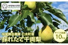 [先行受付/2025年] 仁木町の採れたて「千両梨」サイズ混載 10kg（20個前後）  北海道 仁木 果物 フルーツ なし 梨 ナシ 先行予約 [フルーツショップ妹尾観光農園]