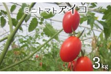 [先行受付] 北海道 仁木町産 ミニトマト 3kg（品種： アイコ） 野菜 野菜類 とまと トマト[松山商店]