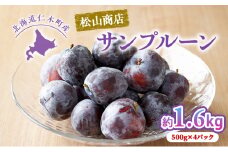 [先行受付] 北海道仁木町産 プルーン 1.6kg（品種：サンプルーン） 厳選品 果物詰合せ フルーツ 果物 くだもの[松山商店]