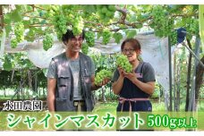 [先行受付] 北海道 仁木町産 シャインマスカット 500g以上 ブドウ 果実 果物類 ぶどう ブドウ 果物 くだもの フルーツ[水田農園]