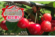 北海道 仁木町産 さくらんぼ【 紅てまり 】一段並べ 桐箱入り 500g Lサイズ以上　 食後 デザート 旬の果物 サクランボ チェリー フルーツ 果物 果物類 ギフト 贈答品 仁木町 仁木 [峠のふもと紅果園]