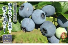 [先行受付] 北海道 仁木町産 摘みたて 完熟 生ブルーベリー 約1kg （500g×2）サイズ混載 果物 くだもの ブルーベリー フルーツ [峠のふもと紅果園]