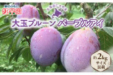 [先行受付] 北海道 仁木町 大玉 プルーン 約2kg サイズ混載 【 パープルアイ 】 果物 果物類 くだもの フルーツ ジューシー [峠のふもと紅果園]