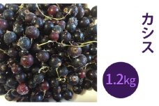 冷凍 カシス 約1.2kg（600g×2）サイズ混載 【 ブラックカラント 】フルーツ 果物 果樹 加工食品 くだもの [峠のふもと紅果園]