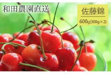 北海道 仁木町産 さくらんぼ 佐藤錦 600g（300g×2パック）  サクランボ チェリー フルーツ 果物 果物類 ギフト 仁木町 仁木 [和田農園]